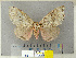  (Lymantria mathura - CFIA-LEP0319)  @13 [ ] CreativeCommons - Attribution Share-Alike (2010) Canadian Food Inspection Agency Canadian Food Inspection Agency