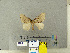  (Lymantria sp - CFIA-LEP0333)  @14 [ ] CreativeCommons - Attribution Share-Alike (2010) Canadian Food Inspection Agency Canadian Food Inspection Agency