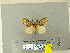  (Lymantria sp - CFIA-LEP0334)  @14 [ ] CreativeCommons - Attribution Share-Alike (2010) Canadian Food Inspection Agency Canadian Food Inspection Agency