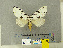  (Lymantria todara - CFIA-LEP0335)  @14 [ ] CreativeCommons - Attribution Share-Alike (2010) Canadian Food Inspection Agency Canadian Food Inspection Agency
