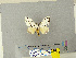  ( - CFIA-LEP0336)  @13 [ ] CreativeCommons - Attribution Share-Alike (2010) Canadian Food Inspection Agency Canadian Food Inspection Agency
