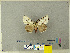  (Lymantria minomonis - CFIA-LEP0338)  @14 [ ] CreativeCommons - Attribution Share-Alike (2010) Canadian Food Inspection Agency Canadian Food Inspection Agency