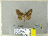  (Lymantria monoides - CFIA-LEP0344)  @13 [ ] CreativeCommons - Attribution Share-Alike (2010) Canadian Food Inspection Agency Canadian Food Inspection Agency