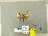  (Lymantria laelae - CFIA-LEP0350)  @14 [ ] CreativeCommons - Attribution Share-Alike (2010) Canadian Food Inspection Agency Canadian Food Inspection Agency