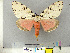  (Lymantria semperi - CFIA-LEP0354)  @14 [ ] CreativeCommons - Attribution Share-Alike (2010) Canadian Food Inspection Agency Canadian Food Inspection Agency