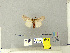  (Lymantria sexspinae - CFIA-LEP0357)  @11 [ ] CreativeCommons - Attribution Share-Alike (2010) Canadian Food Inspection Agency Canadian Food Inspection Agency