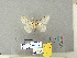  (Lymantria rikiosatoi - CFIA-LEP0365)  @13 [ ] CreativeCommons - Attribution Share-Alike (2010) Canadian Food Inspection Agency Canadian Food Inspection Agency