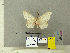  (Lymantria brotea - CFIA-LEP0369)  @13 [ ] CreativeCommons - Attribution Share-Alike (2010) Canadian Food Inspection Agency Canadian Food Inspection Agency