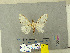  (Lymantria bivittata - CFIA-LEP0370)  @12 [ ] CreativeCommons - Attribution Share-Alike (2010) Canadian Food Inspection Agency Canadian Food Inspection Agency
