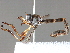  ( - BIOUG51068-C11)  @11 [ ] CreativeCommons - Attribution (2020) CBG Photography Group Centre for Biodiversity Genomics
