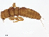  ( - BIOUG50926-F10)  @11 [ ] CreativeCommons - Attribution (2021) CBG Photography Group Centre for Biodiversity Genomics