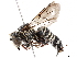  (Coelioxys pratti - BIOUG51029-H06)  @11 [ ] CreativeCommons - Attribution (2020) CBG Photography Group Centre for Biodiversity Genomics