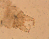  (Onconeura similispina - SW-00001)  @12 [ ] CreativeCommons - Attribution (2010) Unspecified Centre for Biodiversity Genomics
