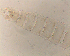  ( - SW-00010)  @12 [ ] CreativeCommons - Attribution (2010) Unspecified Centre for Biodiversity Genomics