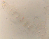  ( - SW-00015)  @12 [ ] CreativeCommons - Attribution (2010) Unspecified Centre for Biodiversity Genomics