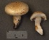  (Cortinarius hedyaromaticus - MQ19-CMMF002006)  @11 [ ] CreativeCommons - Attribution Non-Commercial No Derivatives (1993) Yves Lamoureux Universite de Montreal, Biodiversity Center