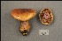  ( - MQ21-CMMF002075)  @11 [ ] Copyright (2020) Unspecified Cercle des Mycologues de Montreal Fungarium