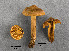  ( - MQ19-YL4132-CMMF020709)  @11 [ ] CreativeCommons - Attribution Non-Commercial No Derivatives (2009) Yves Lamoureux Universite de Montreal, Biodiversity Center