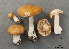  ( - MQ19-YL4207-CMMF020715)  @11 [ ] CreativeCommons - Attribution Non-Commercial No Derivatives (2011) Yves Lamoureux Universite de Montreal, Biodiversity Center