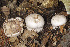  ( - MQ19-YL4221-CMMF020716)  @11 [ ] CreativeCommons - Attribution Non-Commercial No Derivatives (2011) Yves Lamoureux Universite de Montreal, Biodiversity Center
