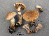 ( - MQ19-YL4298-CMMF020724)  @11 [ ] CreativeCommons - Attribution Non-Commercial No Derivatives (2014) Yves Lamoureux Universite de Montreal, Biodiversity Center