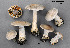  ( - MQ19-YL4301-CMMF020726)  @11 [ ] CreativeCommons - Attribution Non-Commercial No Derivatives (2014) Yves Lamoureux Universite de Montreal, Biodiversity Center