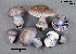  ( - MQ19-YL4402)  @11 [ ] CreativeCommons - Attribution Non-Commercial No Derivatives (2018) Yves Lamoureux Universite de Montreal, Biodiversity Center