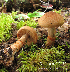  ( - MQ18-HL1301.1)  @11 [ ] Copyright  Herman Lambert Unspecified