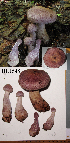  ( - MQ19-HL1548-QFB30587)  @11 [ ] Copyright (2018) Unspecified Mycoquebec