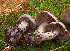  ( - MQ18-HRL650-QFB29913)  @11 [ ] Copyright (2010) Renée Lebeuf Unspecified