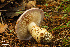  ( - MQ18-HRL944-QFB29936)  @11 [ ] Copyright (2011) Renée Lebeuf Unspecified