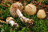  ( - MQ18-HRL1345-QFB29869)  @11 [ ] Copyright (2012) Renée Lebeuf Unspecified