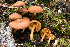 ( - MQ22-QFB33105-HRL3569)  @11 [ ] Copyright (c) (2021) Renee Lebeuf Unspecified