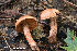  ( - MQ22-QFB33111-HRL3578)  @11 [ ] Copyright (c) (2021) Renee Lebeuf Unspecified