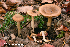  ( - MQ22-QFB33117-HRL3593)  @11 [ ] Copyright (c) (2021) Renee Lebeuf Unspecified