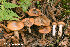  ( - MQ22-QFB33118-HRL3594)  @11 [ ] Copyright (c) (2021) Renee Lebeuf Unspecified
