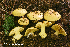  (Calonarius IUMQ4192 Calochroi - MQ23-HRL4106)  @11 [ ] Copyright © (2022) Renee Lebeuf Unspecified