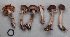  ( - MQ17224-QFB29732)  @11 [ ] Copyright (2017) Jacques Landry Mycoquebec