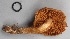  ( - MQ17231-QFB29739)  @11 [ ] Copyright (2017) Jacques Landry Mycoquebec