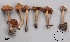  ( - MQ17252-QFB29760)  @11 [ ] Copyright (2017) Jacques Landry Mycoquebec