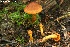  ( - MQ19-PAT0149)  @11 [ ] Copyright (2018) Patrick Poitras Mycoquebec