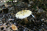  ( - MQ19-PAT-CMMF020697)  @11 [ ] Copyright (2011) Patrick Poitras Mycoquebec