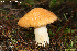  ( - MQ19-PAT-CMMF020686)  @11 [ ] Copyright (2012) Patrick Poitras Mycoquebec
