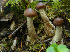  ( - MQ19-PAT-CMMF020677)  @11 [ ] Copyright (2010) Patrick Poitras Mycoquebec