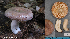  (Lactarius argillaceifolius - MQ23-HL1809)  @11 [ ] (by-nc) (2022) Unspecified Unspecified
