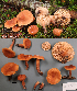  (Lactarius nitidus - MQ25-HL2195)  @11 [ ] Unspecified (default): All Rights Reserved (2024) Herman Lambert Unspecified