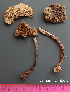  (Amanita rubescens - MQ24-HL235)  @11 [ ] bc-nc (2023) Herman_Lambert Unspecified