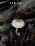  ( - MQ24-HL261)  @11 [ ] bc-nc (2023) Herman_Lambert Unspecified