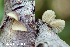  (Hohenbuehelia fluxilis - MQ24a-HRL4689)  @11 [ ] (bc-nc) (2024) Renee Lebeuf Unspecified