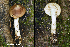  (Amanita submaculata - MQ25a-HRL4813)  @11 [ ] (bc-nc) (2025) Renee Lebeuf Unspecified